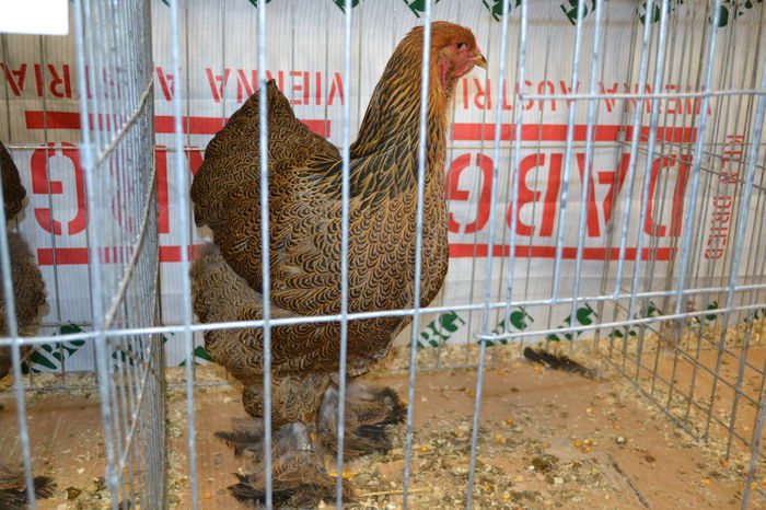 DSC_0188 - E xpo Nationala Suceava 2014