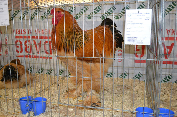 DSC_0232 - E xpo Nationala Suceava 2014