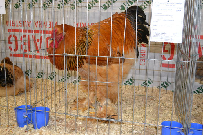 DSC_0230 - E xpo Nationala Suceava 2014