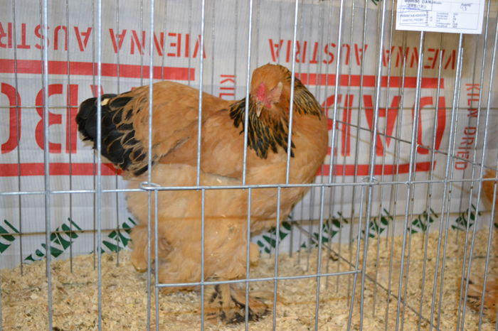 DSC_0225 - E xpo Nationala Suceava 2014