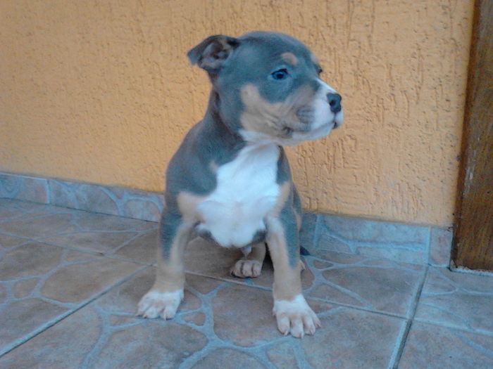 6 SAPTAMANI SI 4 ZILE - PITBULL BOLIO Tricolor blue mascul