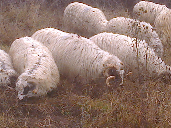 Fotografie0713 - TURCANE BREZE SI BALE