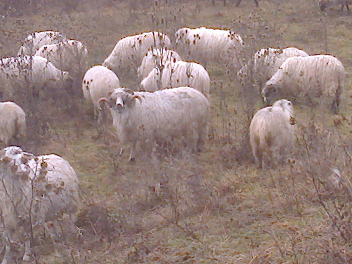 Fotografie0718 - TURCANE BREZE SI BALE