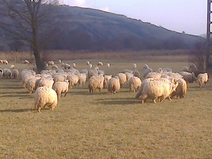 Fotografie0754 - TURCANE BREZE SI BALE