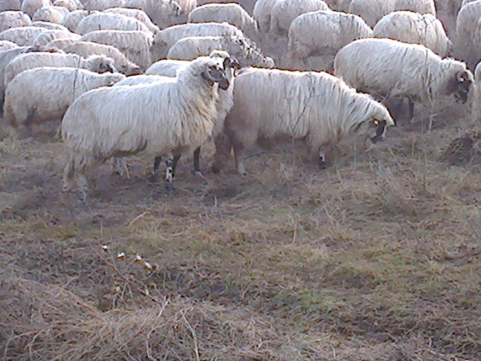 Fotografie0759 - TURCANE BREZE SI BALE