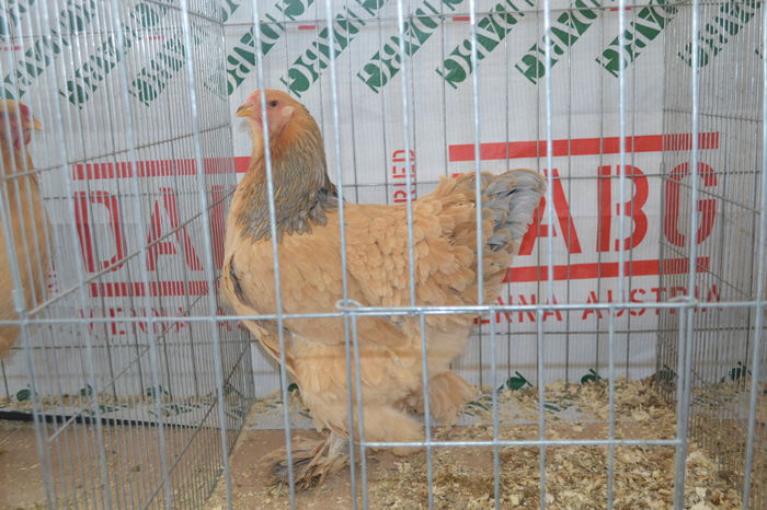 DSC_0085 - E xpo Nationala Suceava 2014