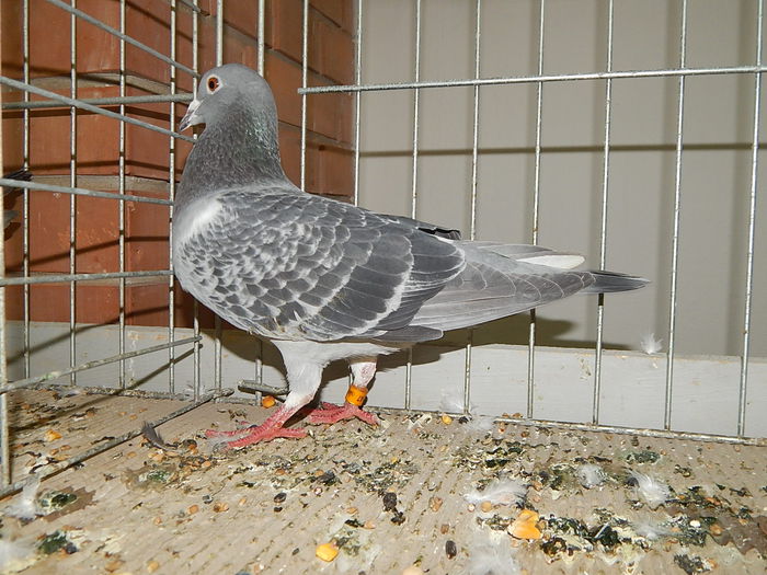 DSCN8139 - Mako 2014
