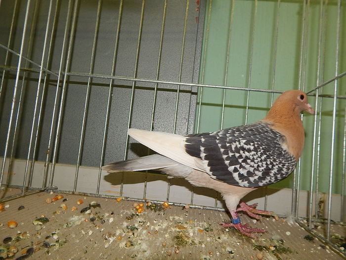 DSCN8211 - Mako 2014