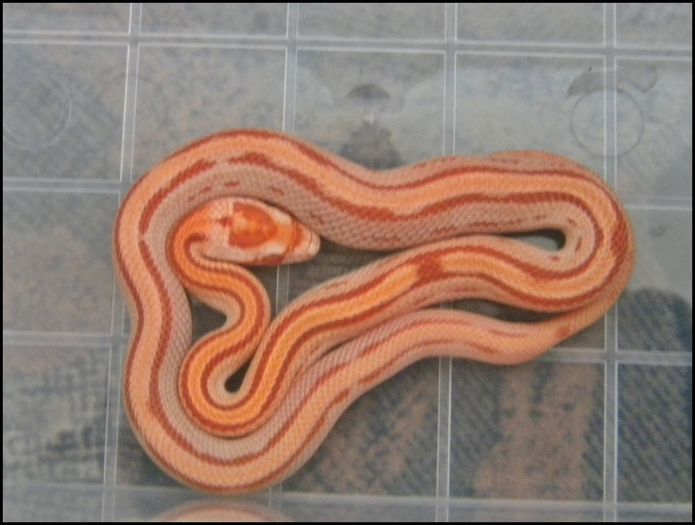 10623551_759651447457997_3755228402928205305_o - CORN SNAKE-Amelanistic