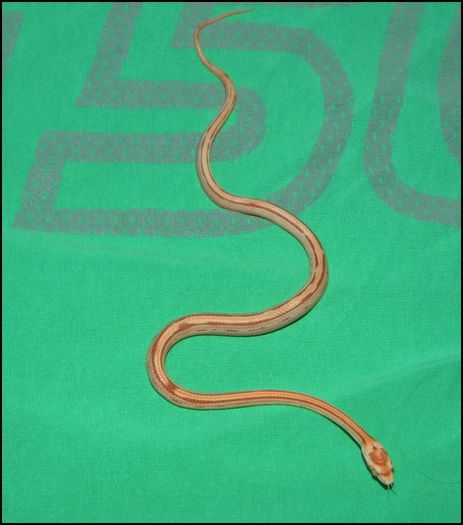 10619940_758091354280673_5025057250767613766_o - CORN SNAKE-Amelanistic