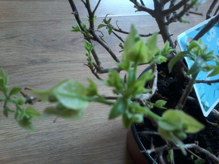 20141130_133614 - multumesc Aurelia44