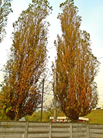 DSC04089 - Din Natura