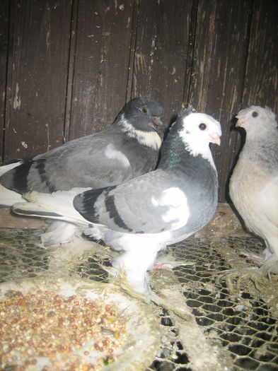 IMG_3889 - porumbeii 30 11 2014