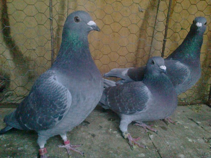 Imag 012071