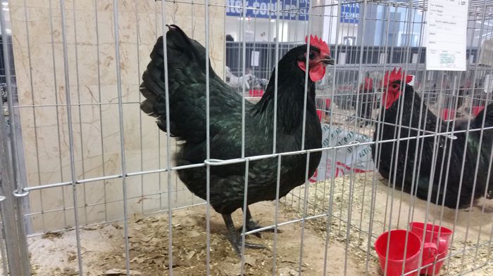 expo Suceava 2014 - Australorp