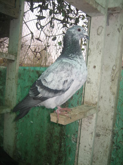 IMG_3911 - porumbeii 30 11 2014