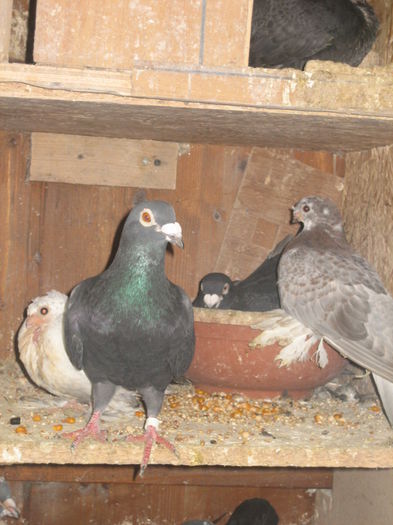 IMG_3918 - porumbeii 30 11 2014