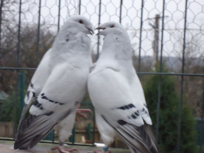  - 0-VRdF-19-09-2014-24-05-2015