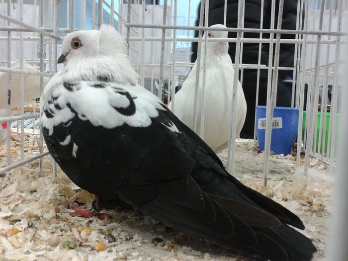 Expozitia Nationala Suceava 2014