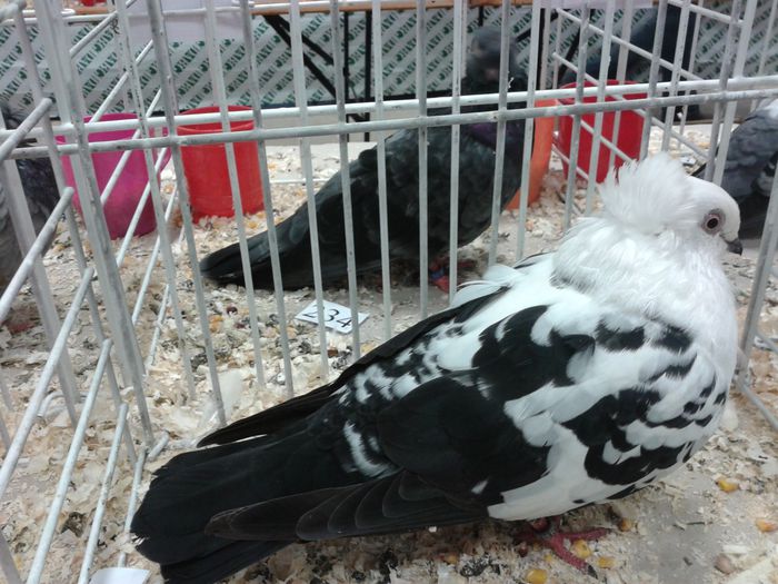 Expozitia Nationala Suceava 2014