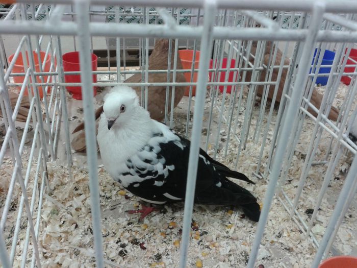 Expozitia Nationala Suceava 2014