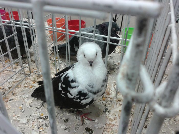 Expozitia Nationala Suceava 2014