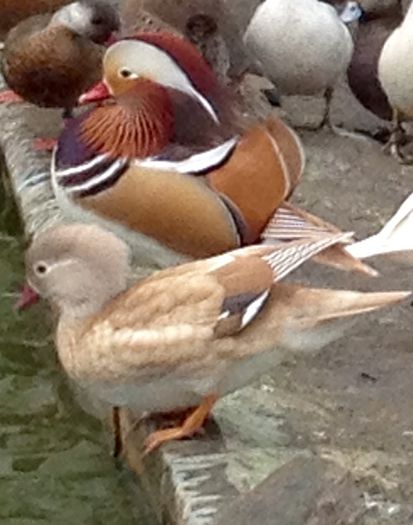 De vanzare 2 perechi