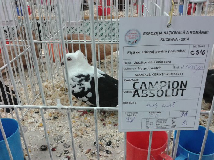 Expozitia Nationala Suceava 2014