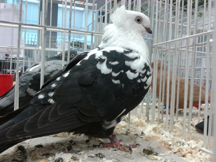 Expozitia Nationala Suceava 2014 - 3--PORUMBEII MEI IN EXPOZITII