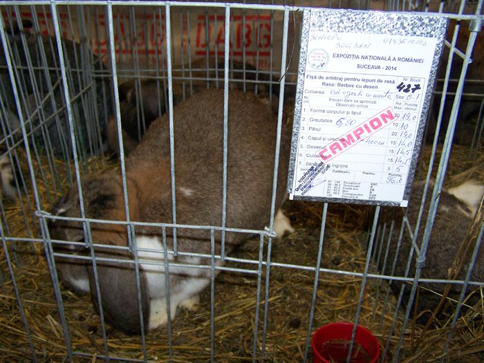 fem agouti mantulat96 pct - campion national Romania Suceava 2014