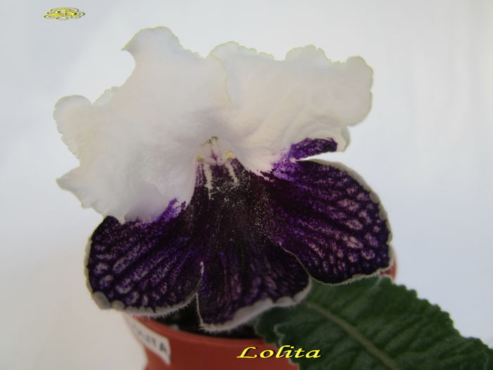 Lolita (1-XII-2014) - Streptocarpusi 2014