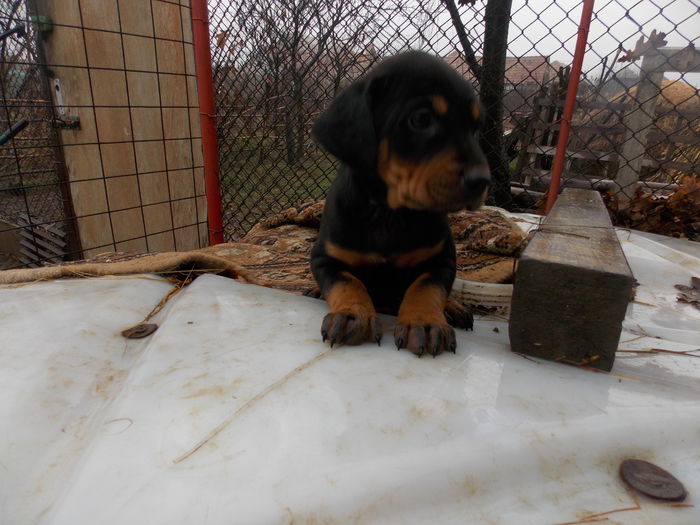 tica hala 540 - Catei 2014 Noiembrie