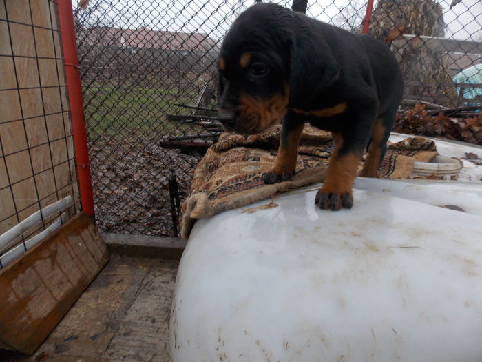 tica hala 542 - Catei 2014 Noiembrie