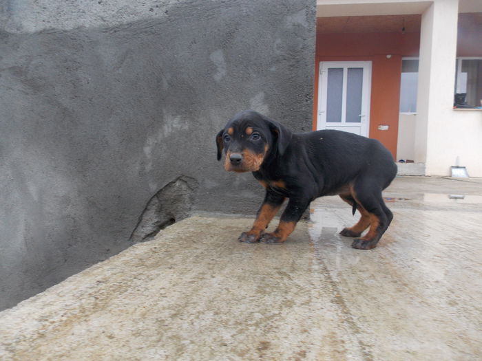 tica hala 547 - Catei 2014 Noiembrie