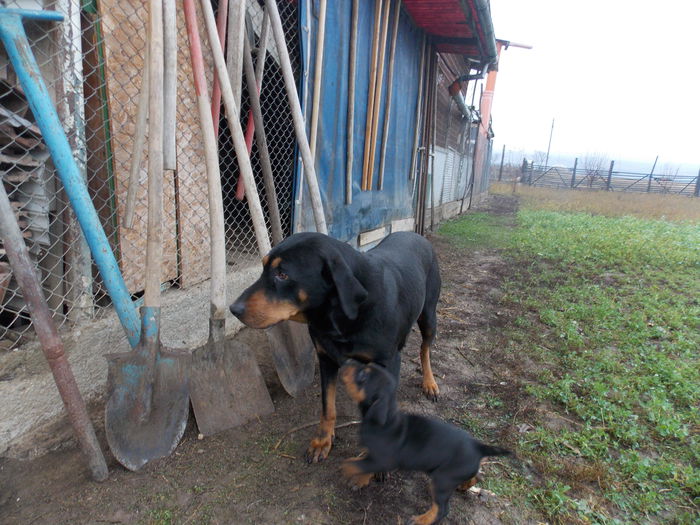 tica hala 562 - Catei 2014 Noiembrie