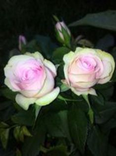 98035119_RLVVIIF - imi doresc acesti trandafiri