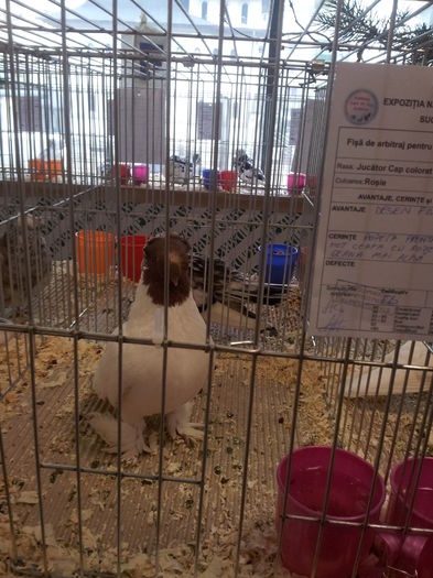 20141129_090049 - 1-Expo Suceava 29-11-2014