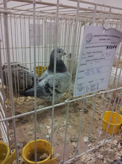 20141129_090237 - Copy - 1-Expo Suceava 29-11-2014