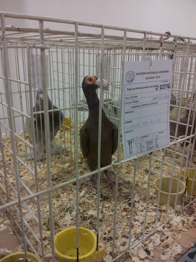 20141129_090246 - Copy - 1-Expo Suceava 29-11-2014