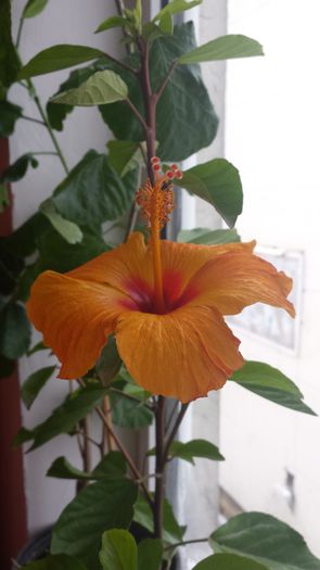 1 decembrie - Hibiscusi