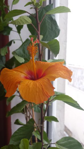 1 decembrie - Hibiscusi
