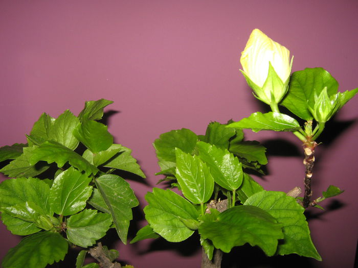 Picture My plants 1752; Koenig

