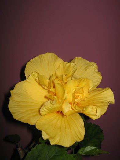 Picture My plants 1761 - Achizitii noi- 2014