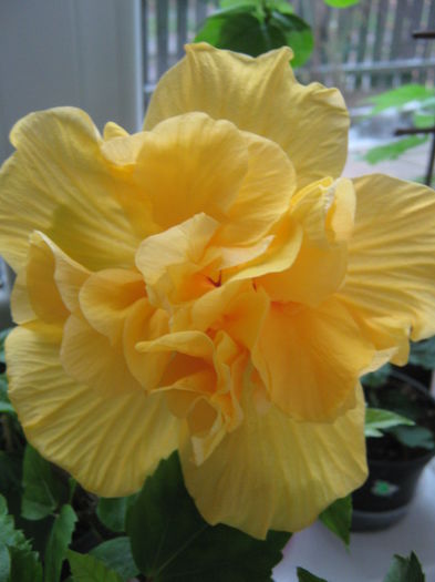Picture My plants 1783 - Achizitii noi- 2014