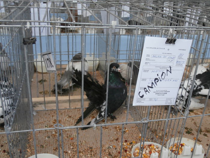 Campion Expozitie Cupa Hobby Centrum Brasov 2014