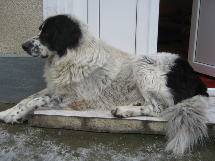 Picture My plants 1827