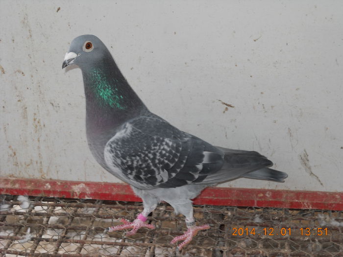 Gut - Farauanu Dan - PORUMBEI