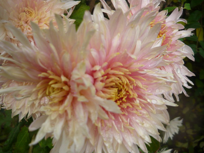 P1070829 - crizanteme 2014