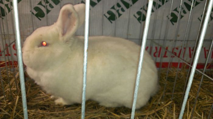 Campioana nationala Suceava