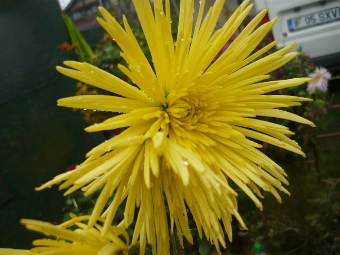 P1070834 - crizanteme 2014